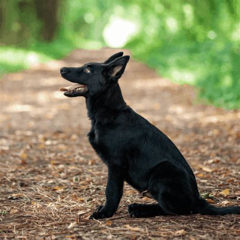 Debunking Myths about Black Magic German Shepherds